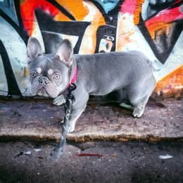 River - French Bulldog