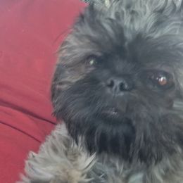 Shih Tzus from Bella's Babies