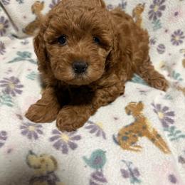 Purple-Mini - Red  female Goldendoodle puppy in Millville, New Jersey from Michelle's Doodles