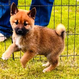 Mizu - Red male Shiba Inu puppy in Chelsea, Oklahoma from Elite Puppies of Oklahoma, LLC