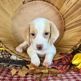 Scarlett - Lemon and white female Beagle puppy in Katy, Texas from Houston’s Howlin’ Hounds