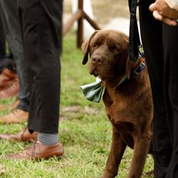 Labrador Retrievers from Southern Belle Kennels
