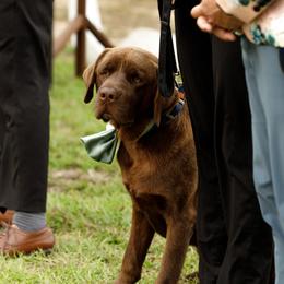 Labrador Retrievers from Southern Belle Kennels