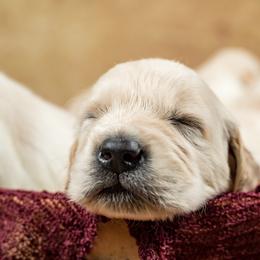 Golden Retriever Puppies from Golden Borealis