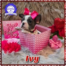 Ivy - White female French Bulldog puppy in Griffin, Georgia from Hazel Sky Kennel