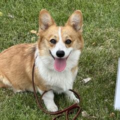 Pembroke Welsh Corgis from Mill Pond Homestead