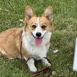 Pembroke Welsh Corgis from Mill Pond Homestead