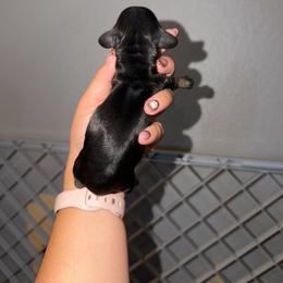 Boy 3 - Black male Dachshund puppy in Paradise, California from Barnes’ Doxies