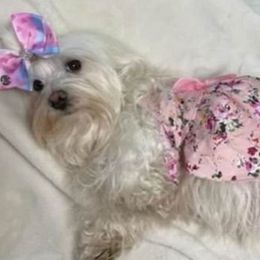 Angel - Maltese