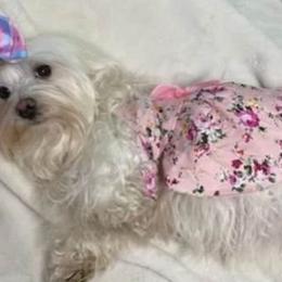 Angel - Maltese