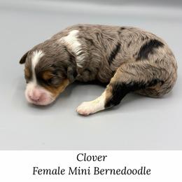 Clover - Blue merle female Bernedoodle puppy in Royse City, Texas from Platinum Bernedoodles of Texas