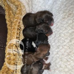 Dachshund Puppies from Camacho_Dachshunds