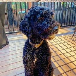 Poppy - Goldendoodle