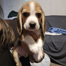 Roy - Black tan and white male Beagle puppy in Greenwood, Missouri from Nukee Beagles and Corgis