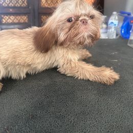 Chili - Liver female Shih Tzu puppy in Apple Valley, California from Garcia_shihtzu