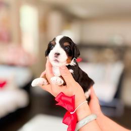 Princess Daisy-Super Mario - Tri-color female Bernedoodle puppy in Ontario, California from Teddy Doodles & Standard Poodles