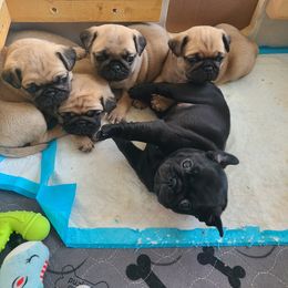 Pug Puppies from Lil'Farm Pugs