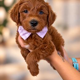 Maizie - Red  female Goldendoodle puppy in Norcross, Georgia from Teddy Puppies