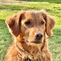 Moxie - Golden Retriever