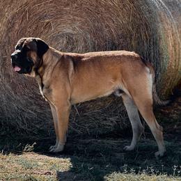 Moose - Mastiff