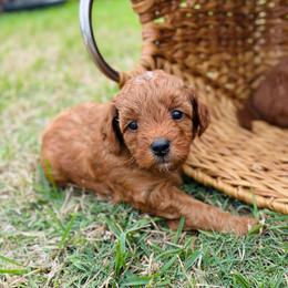 Queenie - Red  female Goldendoodle puppy in Wharton, Texas from Little Fur Friends