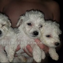 Bichon Frise Puppies from Champion Bichon