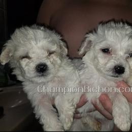 Bichon Frise Puppies from Champion Bichon