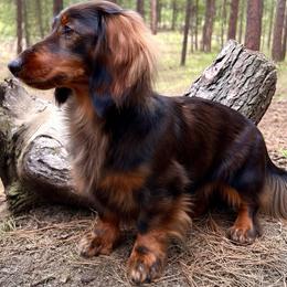Zuki - Dachshund