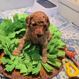 Boy 4 - male Poodle puppy in Vass, North Carolina from Dakliff Standard Poodles