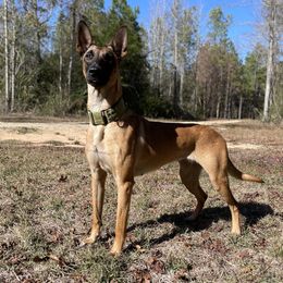 Bougie - Belgian Malinois
