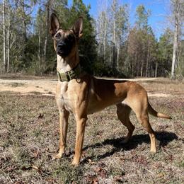 Bougie - Belgian Malinois