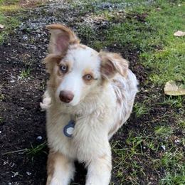 Australian Shepherds from Ionia Aussies