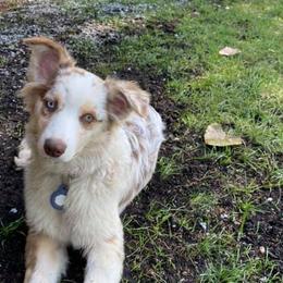 Australian Shepherds from Ionia Aussies