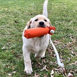 Labrador Retriever Puppies from Lonedove Kennels