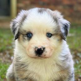 Daisy - Blue merle female Australian Shepherd puppy in Irmo, South Carolina from Triple S Farms
