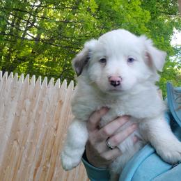 Claire - Lilac merle female Border Collie puppy in Chester, Vermont from Countryside Border Collies