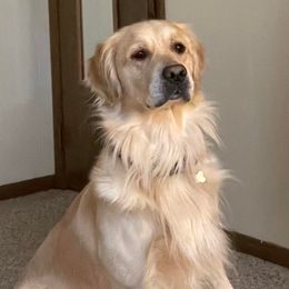 Buddy - Golden Retriever