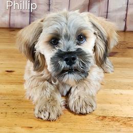 Phillip - Brown male Lhasa Apso puppy in Jefferson, New York from Absolute Lhasa Love