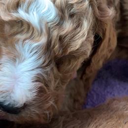 Double Doodles, Goldendoodles, and Labradoodles from Mimi’s Oodles of Doodles