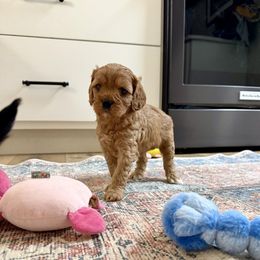 Dumpling - Red female Cavapoo puppy in Beresford, South Dakota from DAKOTA DOOD RANCH