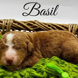 Basil - Red  male Goldendoodle puppy in Travelers Rest, South Carolina from Bailey Mountain Doodles