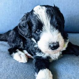 Bernedoodles and Cavapoos from SanTan Doodles