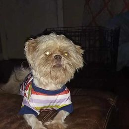 River - Shih Tzu puppy in Birmingham, Alabama from K&D kennels