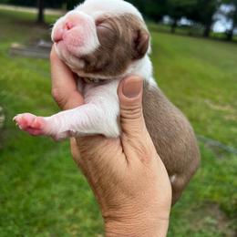 Ace - Red male Boston Terrier puppy in Cochran, Georgia from Sweet Georgia Boston’s