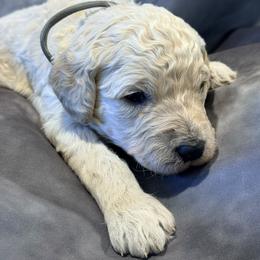 Walt Disney - Cream male Goldendoodle puppy in Houston, Texas from Were The Mack'Doodles