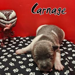 Carnage - Blue white and tan male Rat Terrier puppy in Lynn, Alabama from Cryptic Rat Terriers