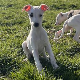 Cloud - White male Whippet puppy in Kentucky from Wildbriar Whippets