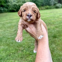 Lyric - Red female Cavapoo puppy in Midland, Michigan from Northern Charm Farm