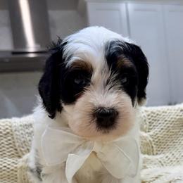 Oreo - Tri-color male Bernedoodle puppy in Herriman, Utah from Rose Canyon Doodles
