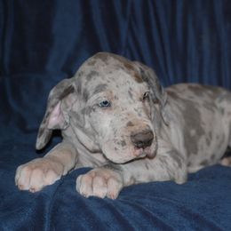Great Dane and Miniature Schnauzer Puppies from River Valley Great Danes